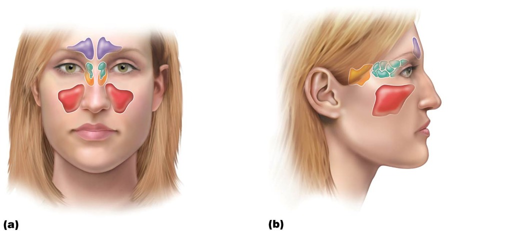 Solution To Sinus Problems